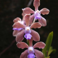 Vanda tessellata (Roxb.) Hook. ex G.Don